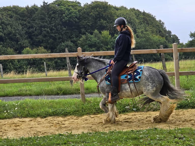 Tinker Wallach 7 Jahre 135 cm in Linkenbach