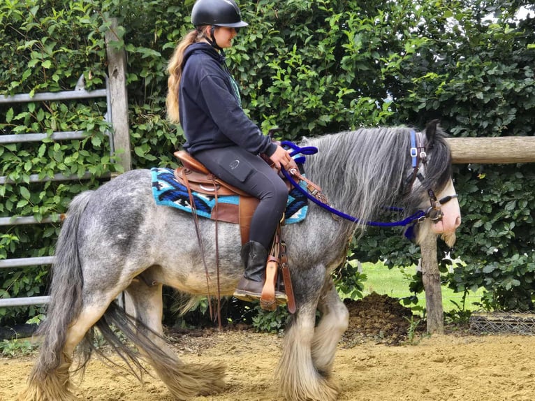 Tinker Wallach 7 Jahre 135 cm in Linkenbach