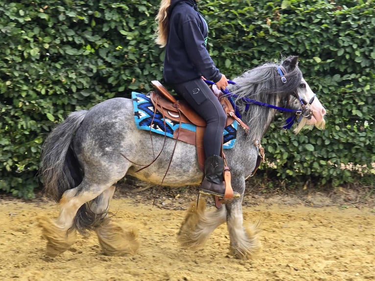 Tinker Wallach 7 Jahre 135 cm in Linkenbach