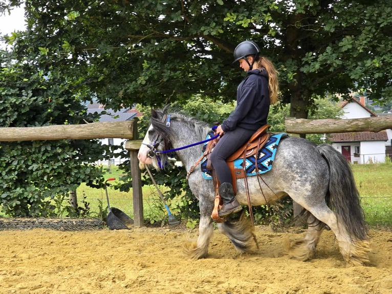 Tinker Wallach 7 Jahre 135 cm in Linkenbach