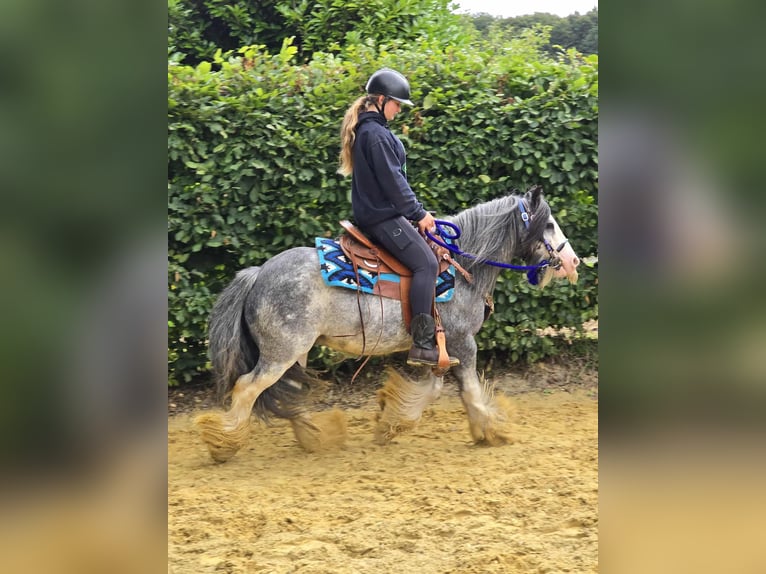 Tinker Wallach 7 Jahre 135 cm in Linkenbach