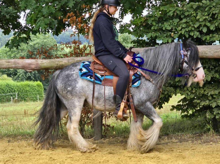 Tinker Wallach 7 Jahre 135 cm in Linkenbach