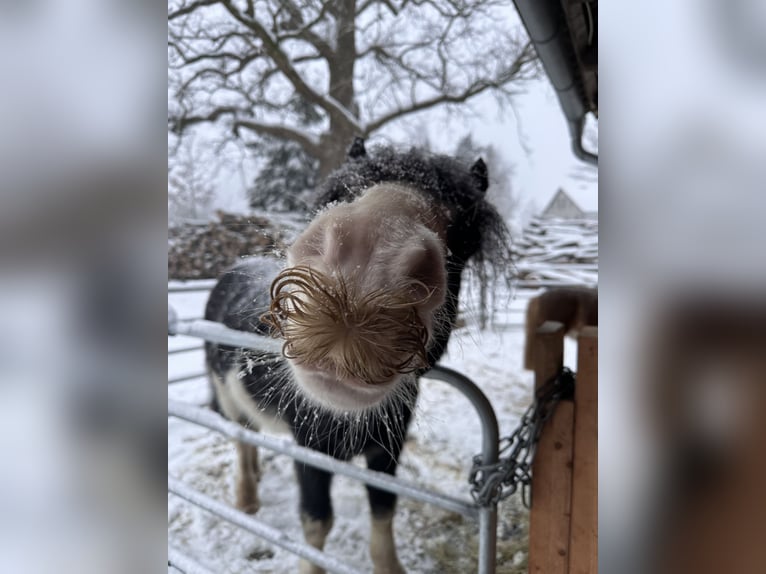 Tinker Wallach 7 Jahre 135 cm Schecke in Ehrenburg