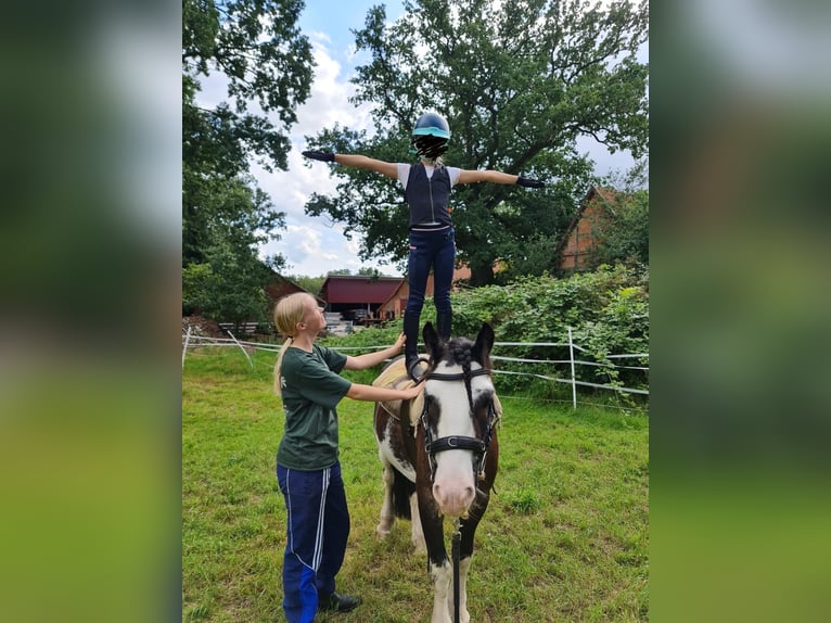 Tinker Wallach 7 Jahre 135 cm Schecke in Ehrenburg