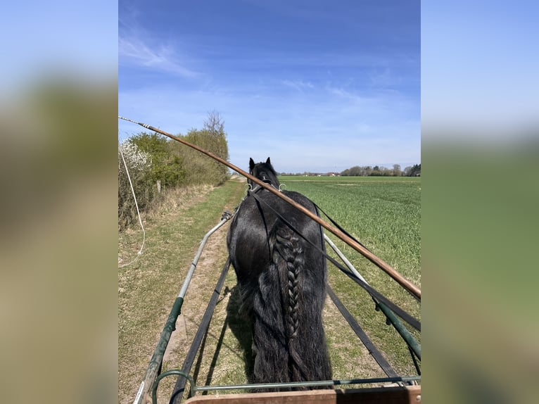 Tinker Wallach 7 Jahre 135 cm Schecke in Ehrenburg