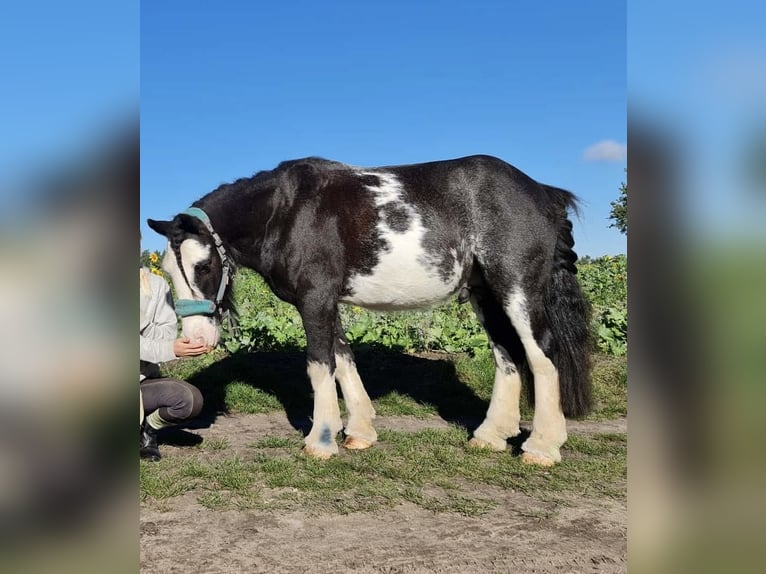 Tinker Wallach 7 Jahre 135 cm Schecke in Ehrenburg