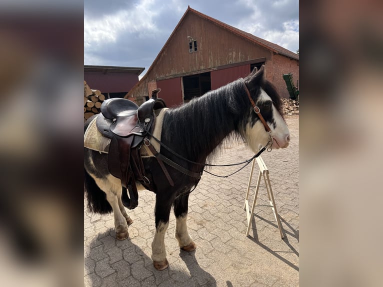 Tinker Wallach 7 Jahre 135 cm Schecke in Ehrenburg