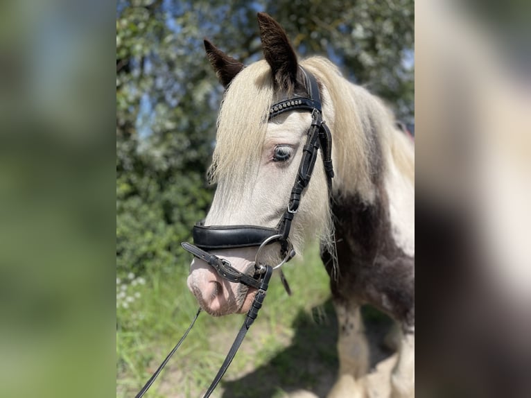 Tinker Wallach 7 Jahre 137 cm Tobiano-alle-Farben in Trebbin