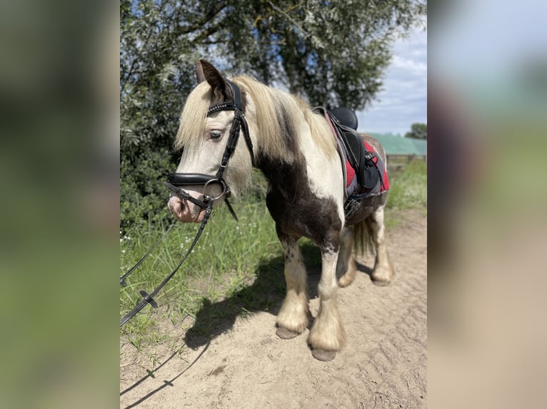 Tinker Wallach 7 Jahre 137 cm Tobiano-alle-Farben in Trebbin