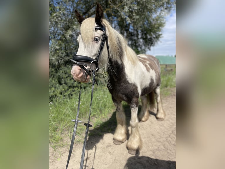 Tinker Wallach 7 Jahre 137 cm Tobiano-alle-Farben in Trebbin