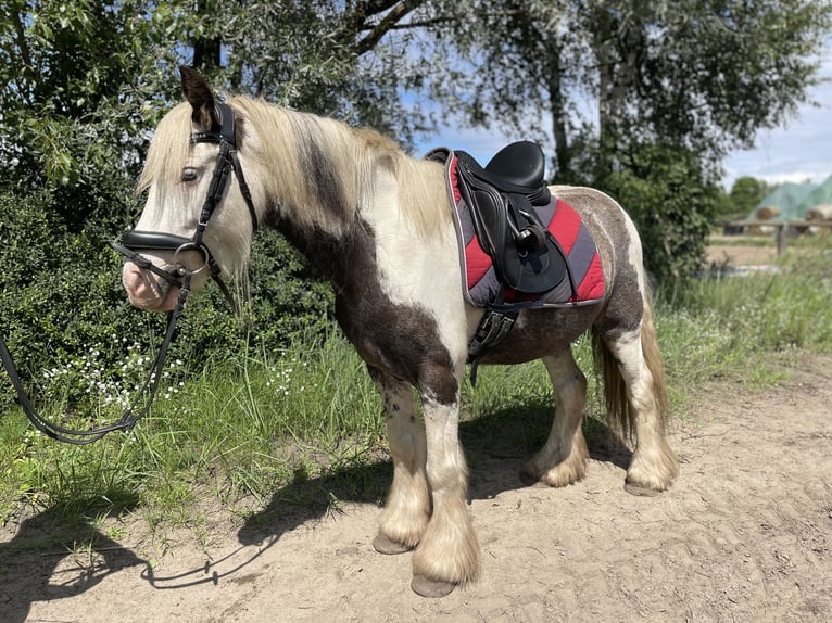 Tinker Wallach 7 Jahre 137 cm Tobiano-alle-Farben in Trebbin