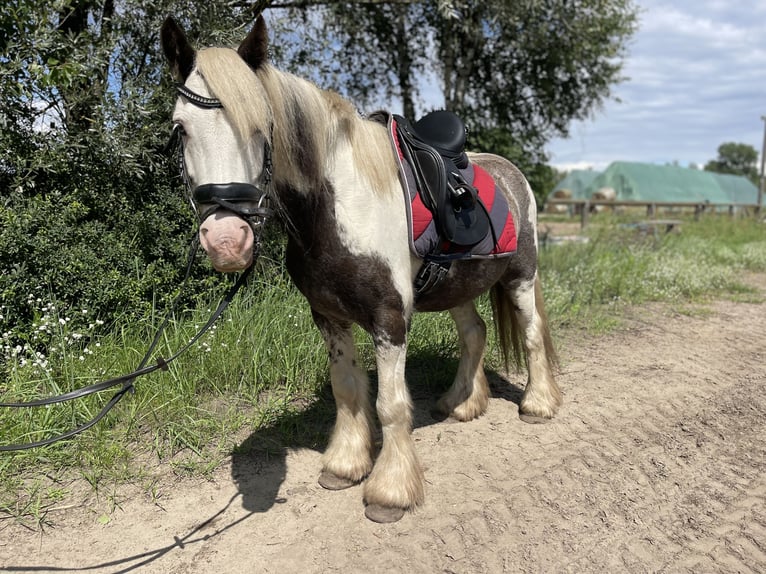 Tinker Wallach 7 Jahre 137 cm Tobiano-alle-Farben in Trebbin