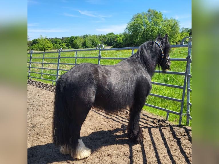 Tinker Wallach 7 Jahre 139 cm Rappe in Kandel
