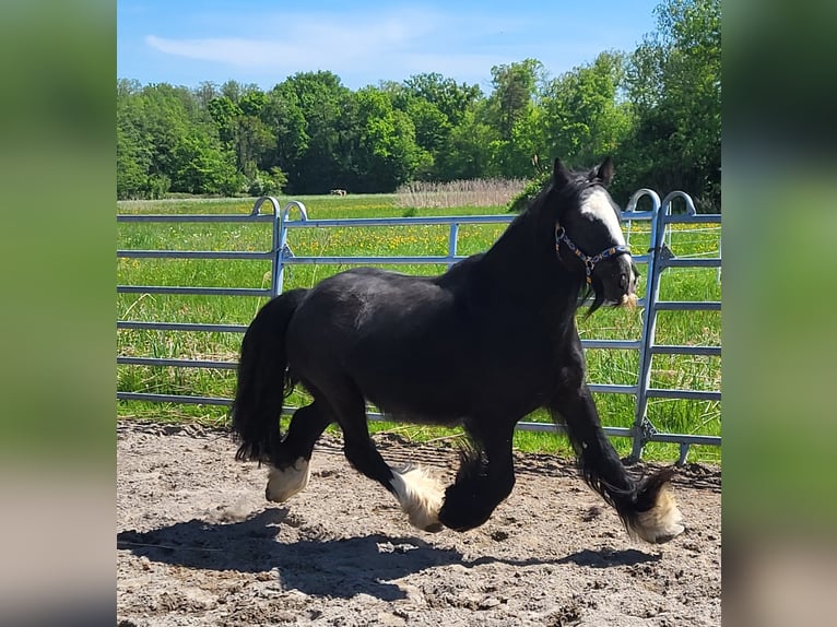 Tinker Wallach 7 Jahre 139 cm Rappe in Kandel