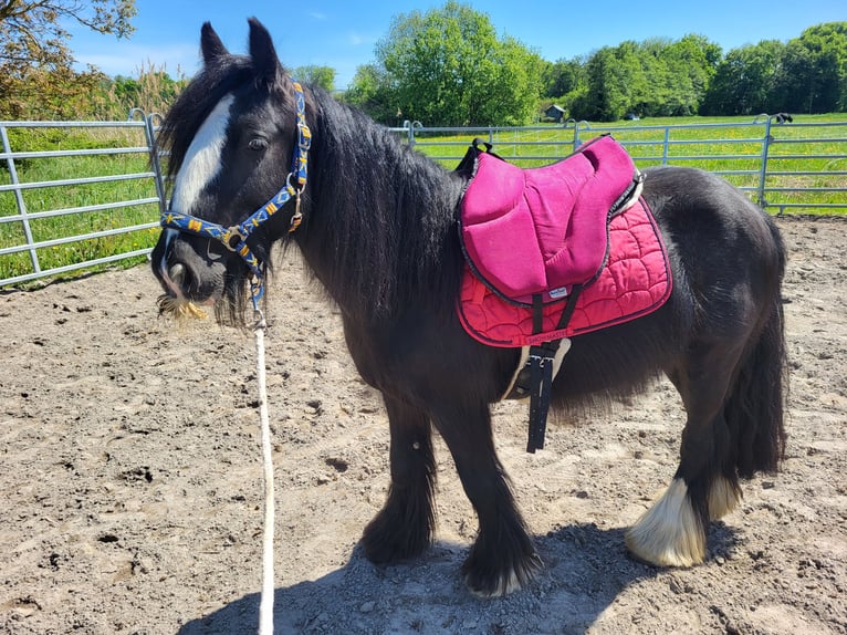 Tinker Wallach 7 Jahre 139 cm Rappe in Kandel