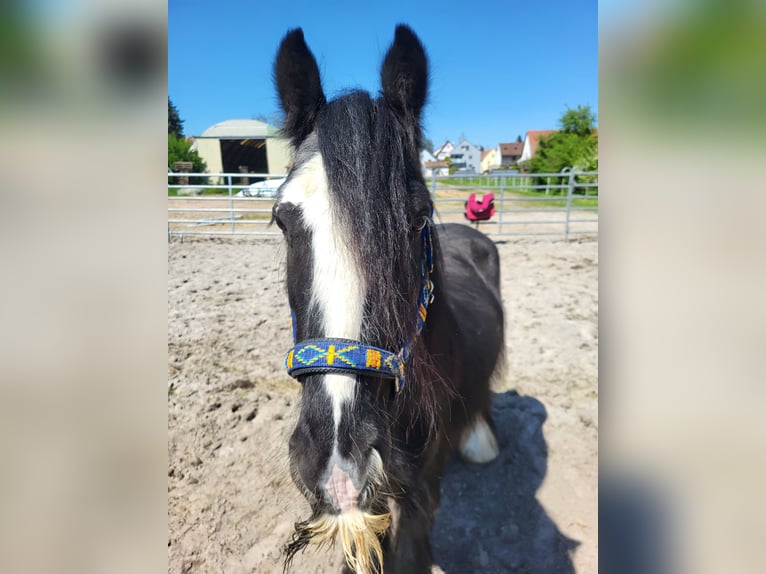 Tinker Wallach 7 Jahre 139 cm Rappe in Kandel