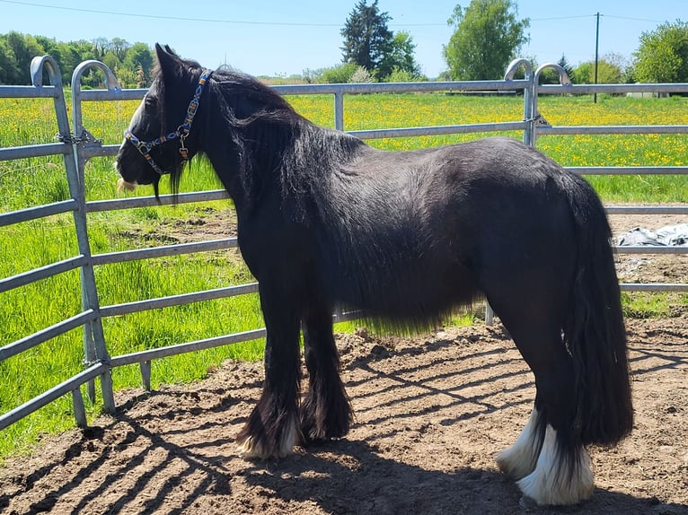 Tinker Wallach 7 Jahre 139 cm Rappe in Kandel