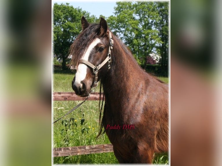 Tinker Wallach 7 Jahre 140 cm Dunkelbrauner in Kempen