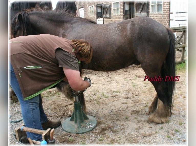 Tinker Wallach 7 Jahre 140 cm Dunkelbrauner in Kempen