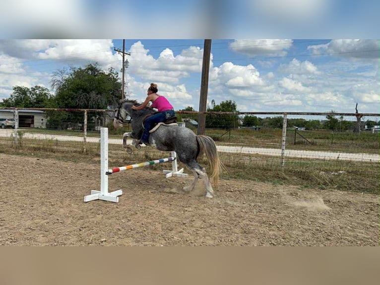 Tinker Wallach 7 Jahre 142 cm Roan-Blue in Stephenville TX