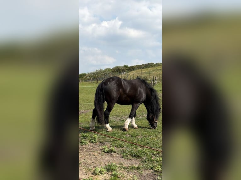 Tinker Wallach 7 Jahre 143 cm Rappe in Katwijk