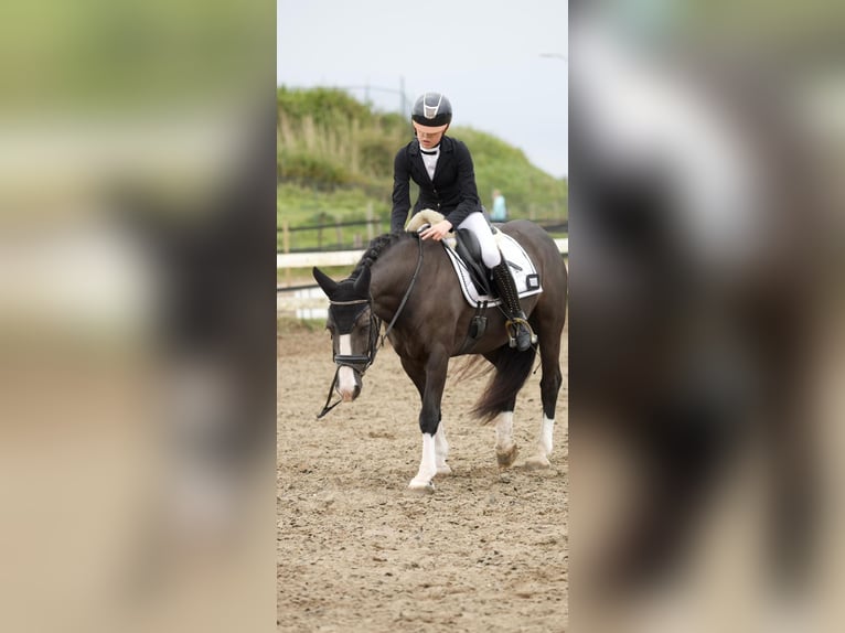 Tinker Wallach 7 Jahre 143 cm Rappe in Katwijk
