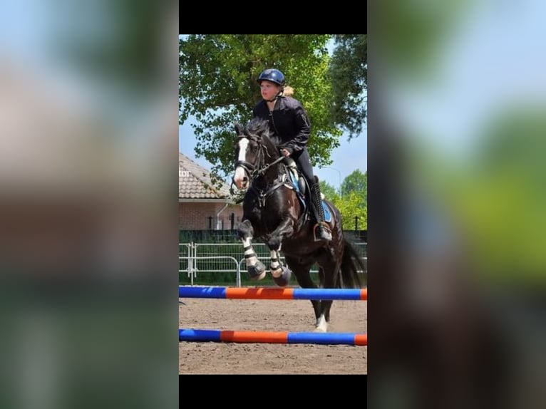 Tinker Wallach 7 Jahre 143 cm Rappe in Katwijk