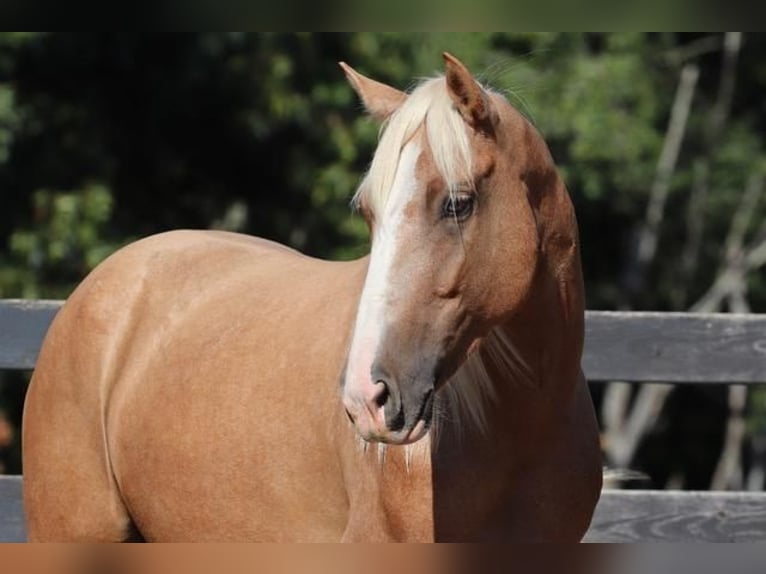 Tinker Mix Wallach 7 Jahre 145 cm Palomino in Clover, SC