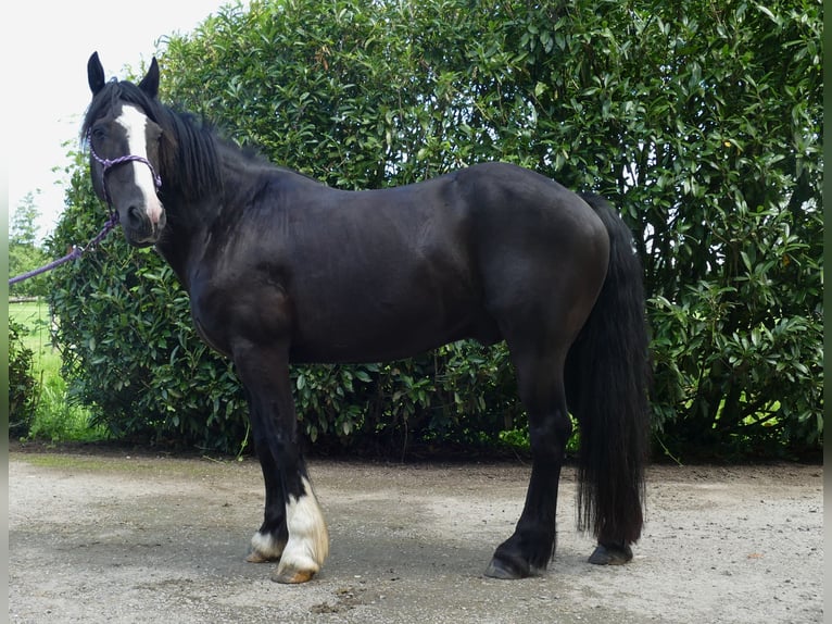 Tinker Mix Wallach 7 Jahre 145 cm Rappe in Lathen