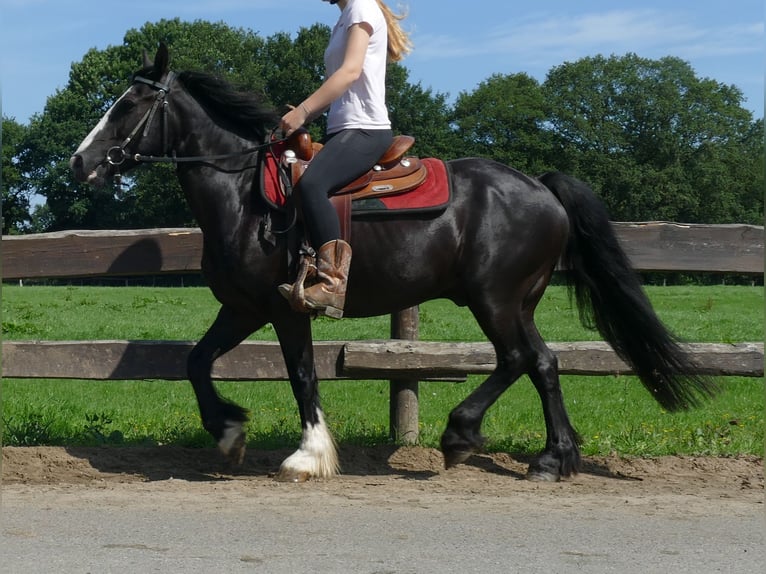 Tinker Mix Wallach 7 Jahre 145 cm Rappe in Lathen