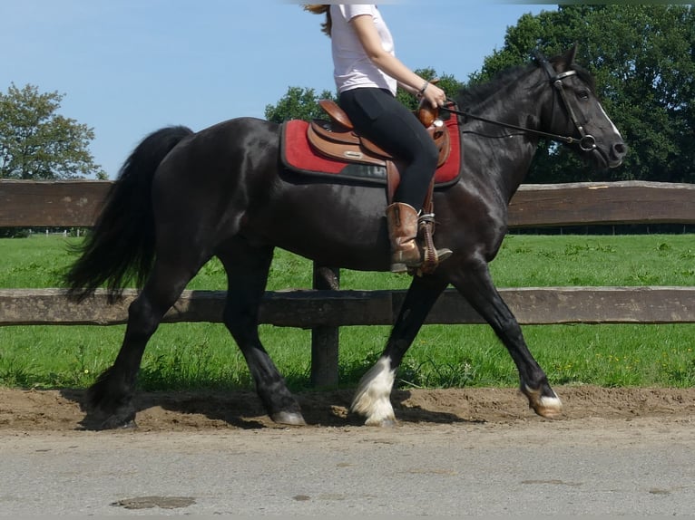 Tinker Mix Wallach 7 Jahre 145 cm Rappe in Lathen