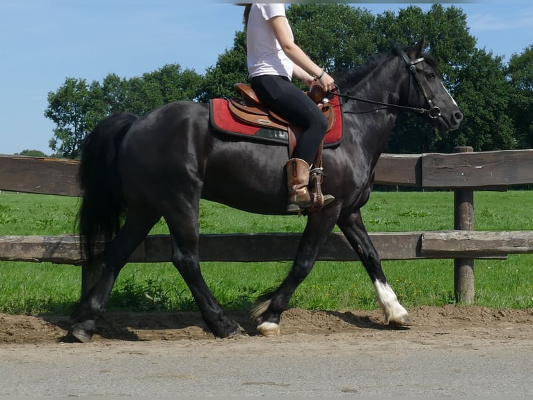Tinker Mix Wallach 7 Jahre 145 cm Rappe in Lathen