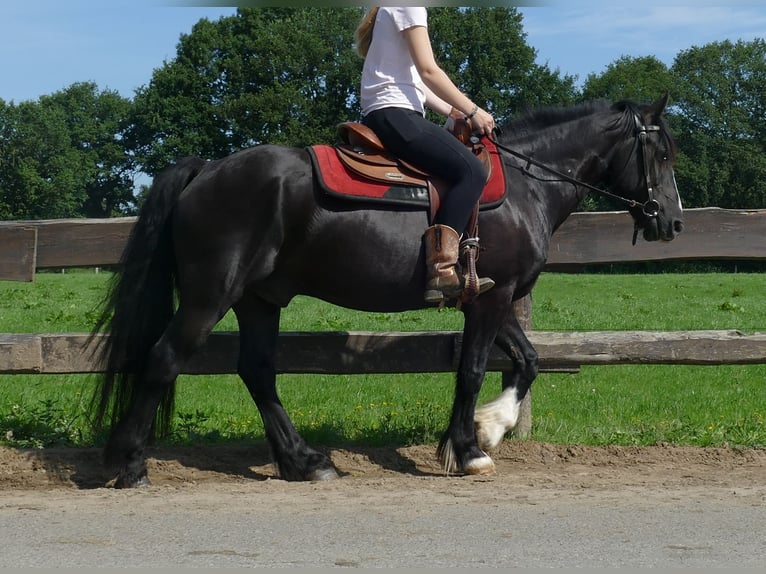 Tinker Mix Wallach 7 Jahre 145 cm Rappe in Lathen