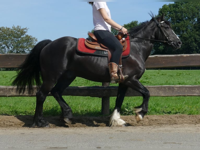 Tinker Mix Wallach 7 Jahre 145 cm Rappe in Lathen