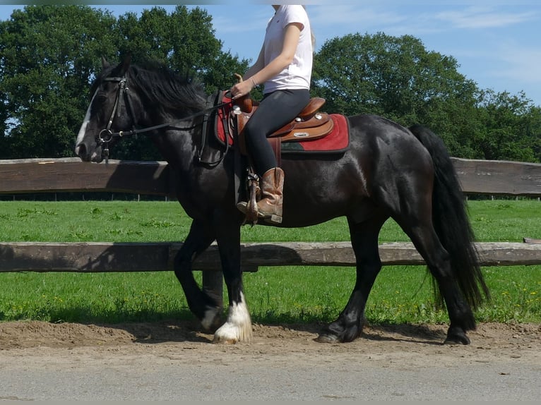 Tinker Mix Wallach 7 Jahre 145 cm Rappe in Lathen