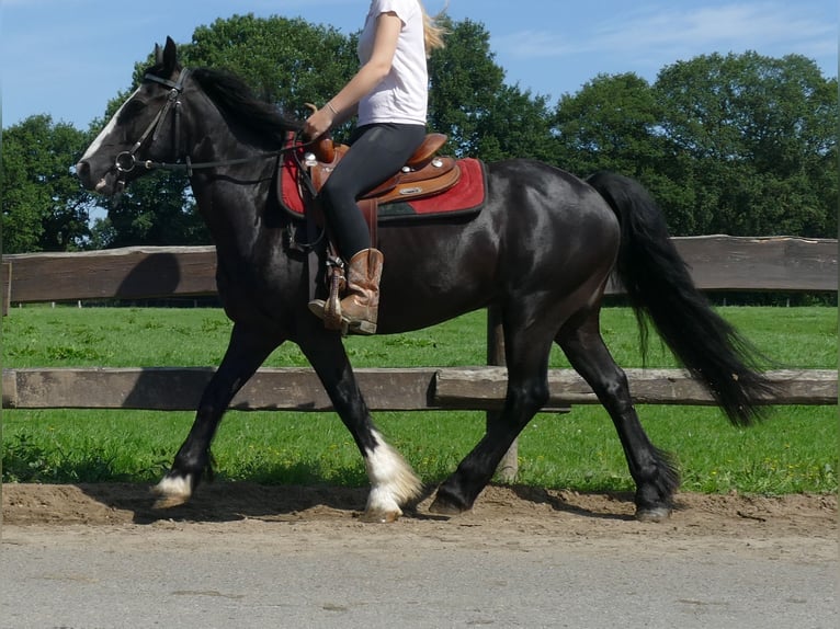 Tinker Mix Wallach 7 Jahre 145 cm Rappe in Lathen
