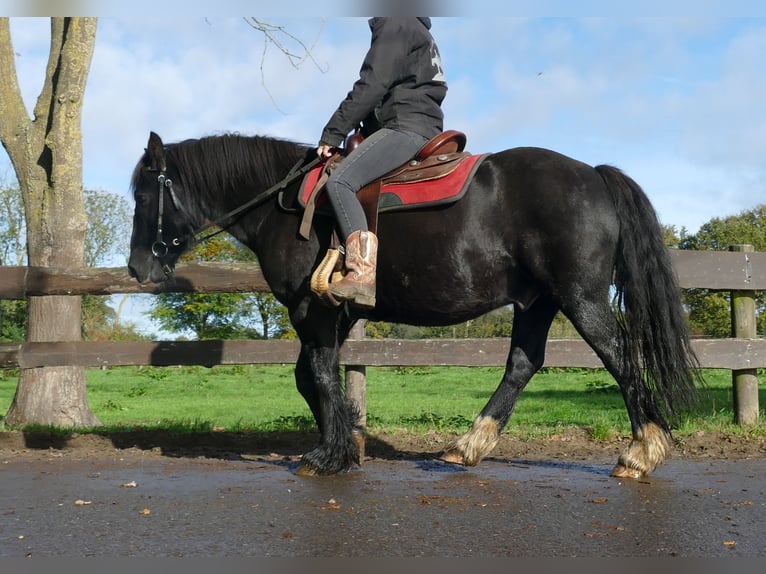 Tinker Wallach 7 Jahre 146 cm Rappe in Lathen