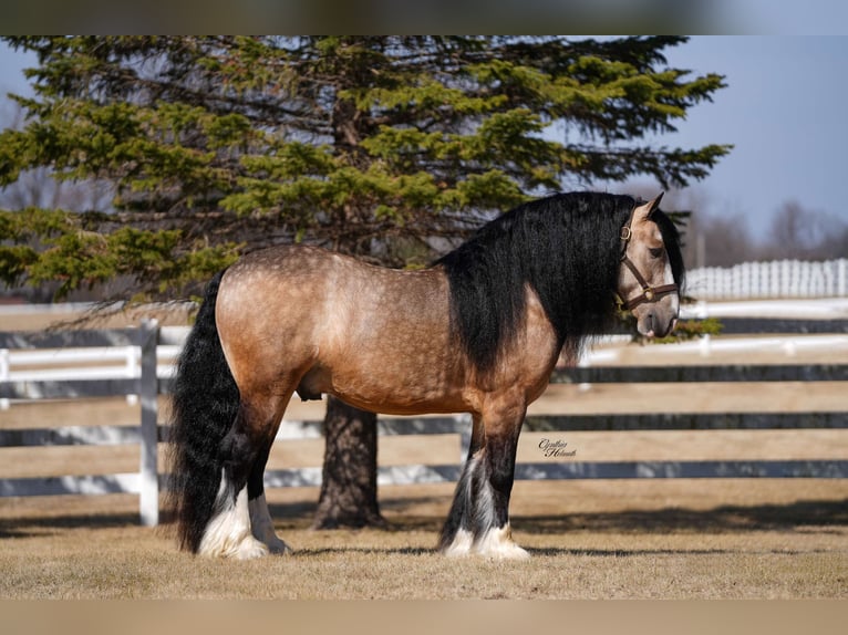 Tinker Wallach 7 Jahre 147 cm Buckskin in Independence, IA