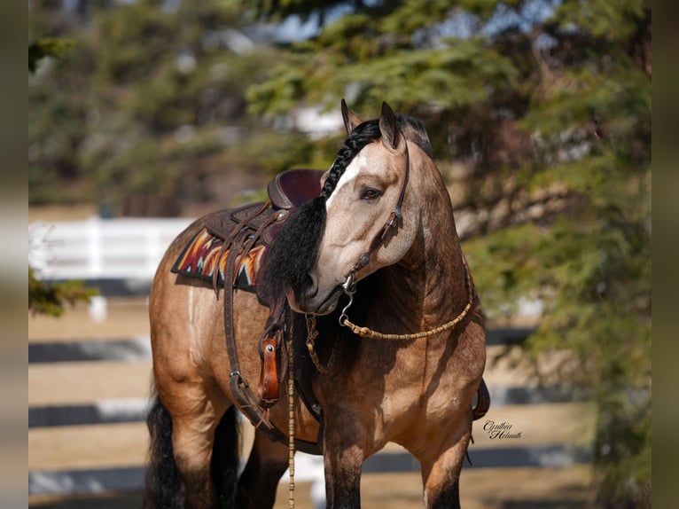 Tinker Wallach 7 Jahre 147 cm Buckskin in Independence, IA