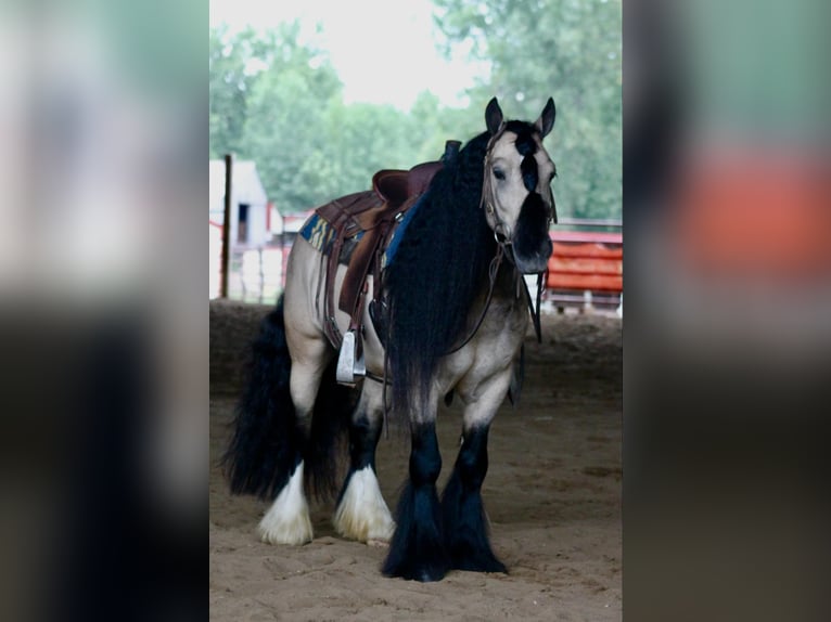 Tinker Wallach 7 Jahre 147 cm Buckskin in Plano