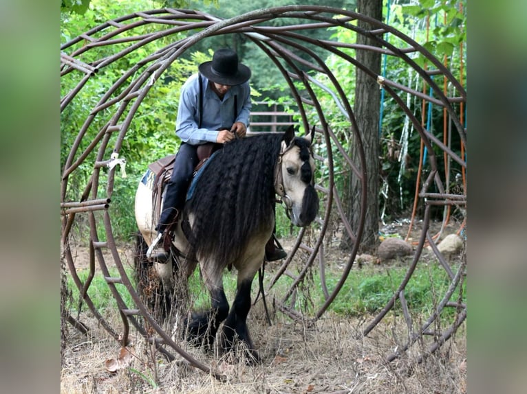 Tinker Wallach 7 Jahre 147 cm Buckskin in Plano