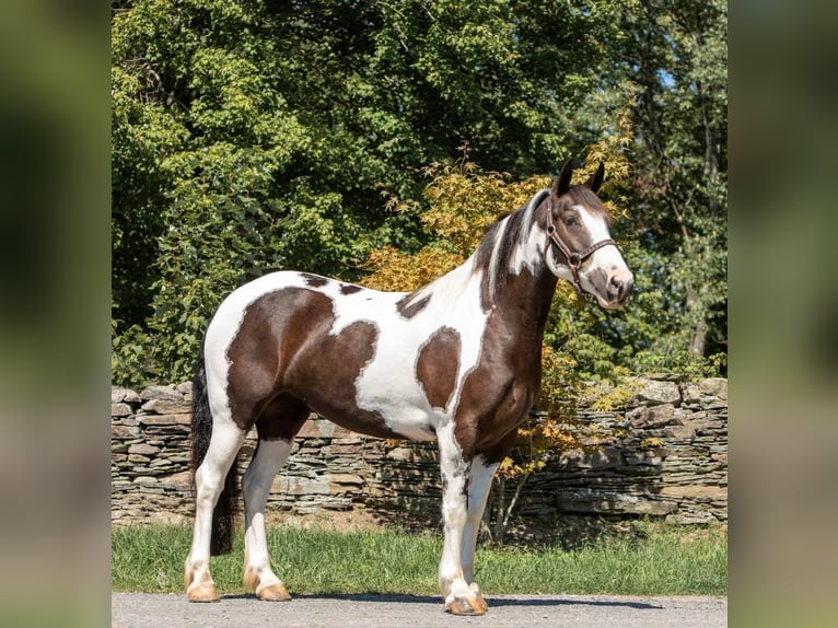 Tinker Wallach 7 Jahre 147 cm Tobiano-alle-Farben in Everett, PA