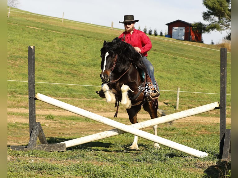 Tinker Mix Wallach 7 Jahre 147 cm Tobiano-alle-Farben in Millersburg, oh