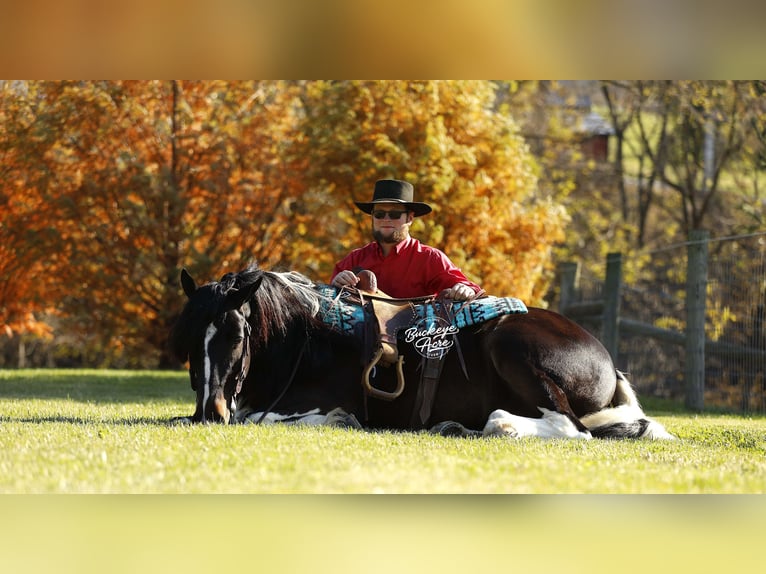Tinker Mix Wallach 7 Jahre 147 cm Tobiano-alle-Farben in Millersburg, oh