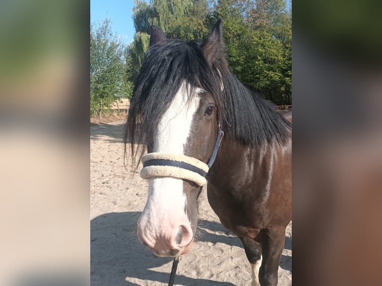 Tinker Wallach 7 Jahre 150 cm Dunkelbrauner in Mendig
