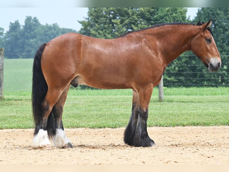 Tinker Mix Wallach 7 Jahre 150 cm Rotbrauner in Jackson, OH