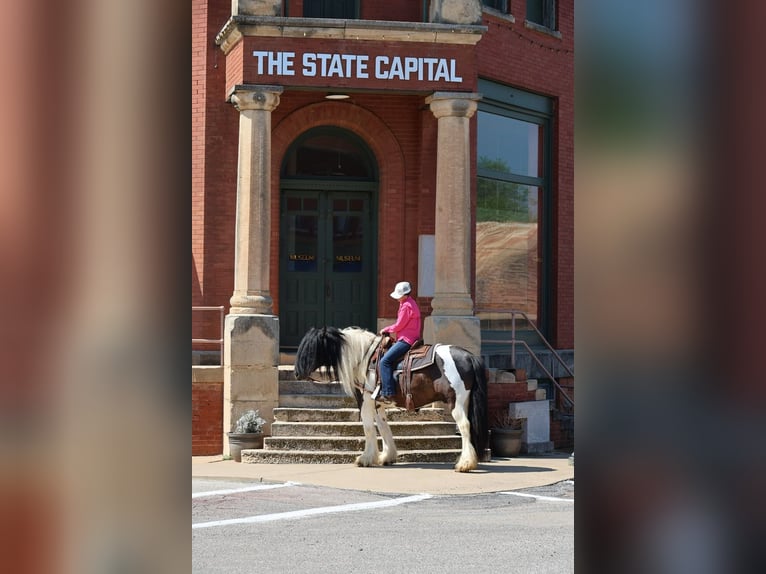 Tinker Wallach 7 Jahre 152 cm Schecke in Ripley
