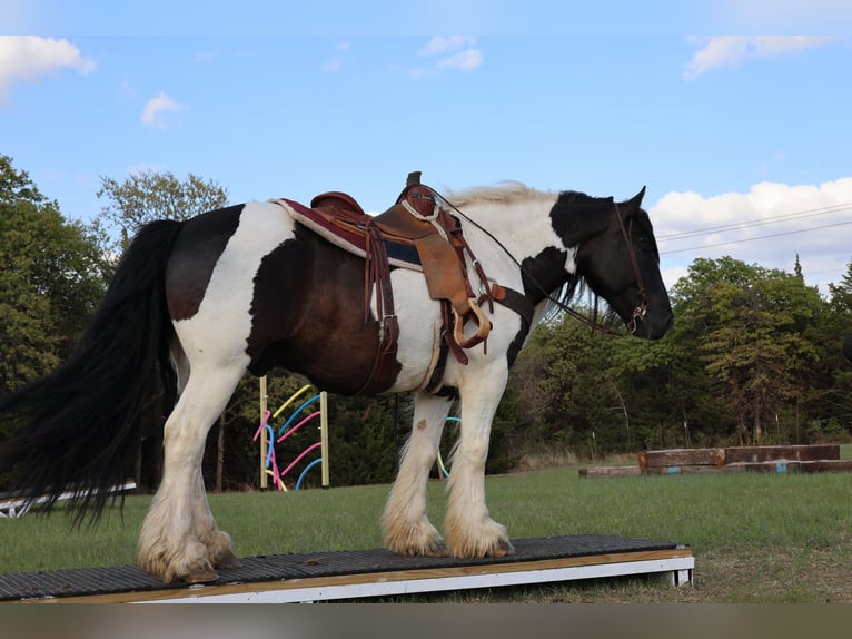 Tinker Wallach 7 Jahre 152 cm Schecke in Ripley