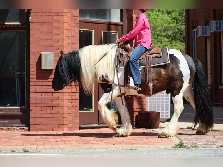 Tinker Wallach 7 Jahre 152 cm Schecke in Ripley