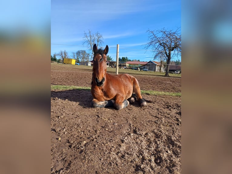 Tinker Mix Wallach 7 Jahre 154 cm Brauner in Calw